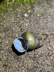 Heterogen japonica