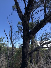 Eucalyptus ligustrina