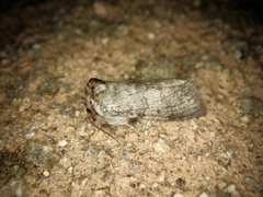 Neoploca arctipennis