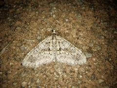 Esakiopteryx volitans