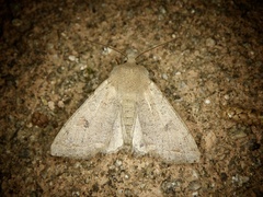 Anorthoa angustipennis