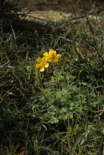 Image of Squashed Sorrel (Oxalis compressa) by (c) Tom Lloyd Evans, some rights reserved (CC BY-SA)