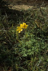 Oxalis compressa
