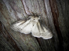 Neoploca arctipennis