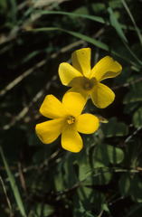 Oxalis compressa