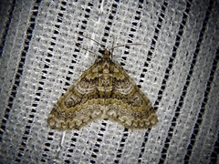 Esakiopteryx volitans