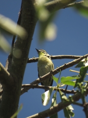 Pogoniulus pusillus pusillus