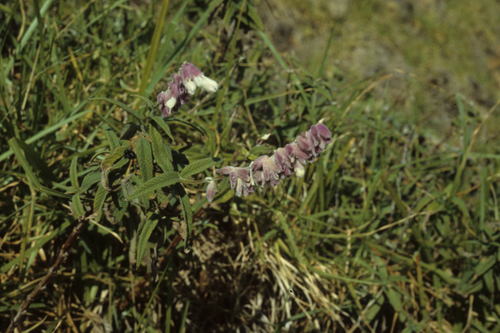 Salvia leucantha