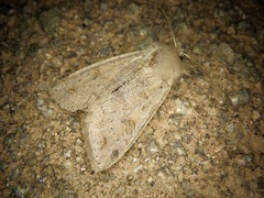 Anorthoa angustipennis