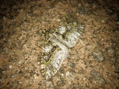 Esakiopteryx volitans