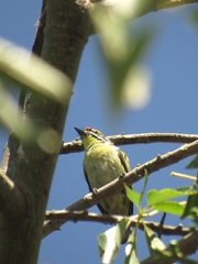 Pogoniulus pusillus pusillus