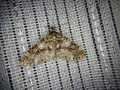Esakiopteryx volitans
