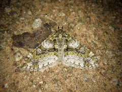 Esakiopteryx volitans