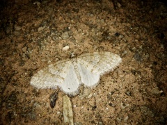 Trichopteryx ignorata