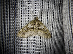 Esakiopteryx volitans