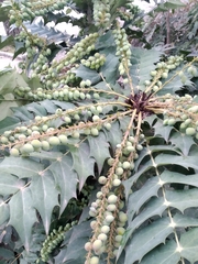 Magnoliopsida