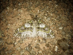 Esakiopteryx volitans