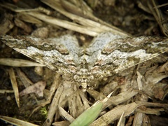 Pseuderannis amplipennis