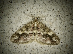 Pseuderannis amplipennis