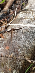Marasmius crinis-equi