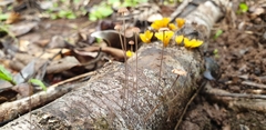Marasmius crinis-equi
