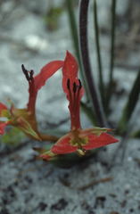 Babiana ringens australis