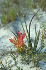 Babiana ringens australis