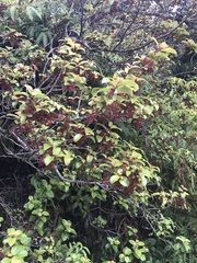 Perrottetia sandwicensis