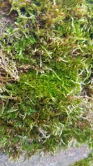 Sciuro-hypnum populeum