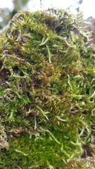 Sciuro-hypnum populeum