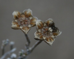 Trichodiadema strumosum