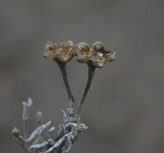 Trichodiadema strumosum
