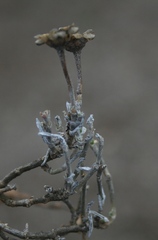 Trichodiadema strumosum