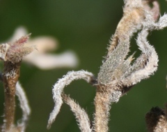 Trichodiadema strumosum