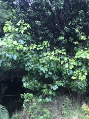 Cheirodendron trigynum