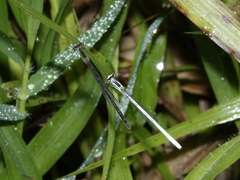 Agriocnemis argentea