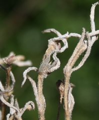 Trichodiadema strumosum