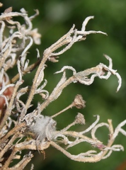 Trichodiadema strumosum