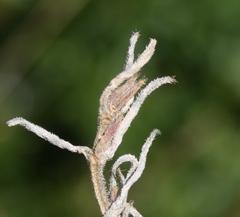 Trichodiadema strumosum