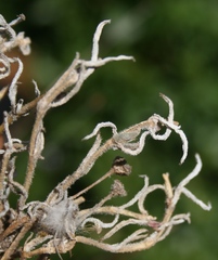 Trichodiadema strumosum