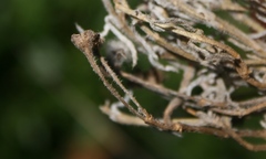 Trichodiadema strumosum