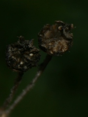 Trichodiadema strumosum