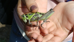 Brachystola behrensii