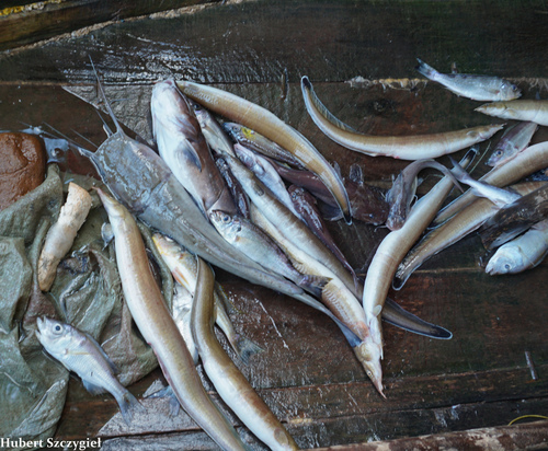 Cunnington's spiny eel (Mastacembelus cunningtoni) — Mastacembelidae