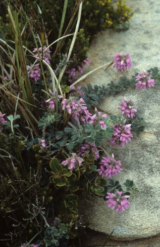 Image of Indigofera mauritanica by (c) Tom Lloyd Evans, some rights reserved (CC BY-SA)