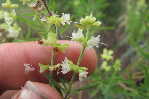 Image of Ocimum angustifolium by (c) James Deacon, some rights reserved (CC BY-SA)