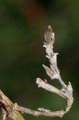 Trichodiadema strumosum