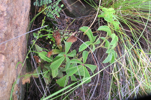 Cyphostemma lanigerum