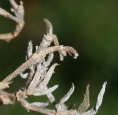 Trichodiadema strumosum