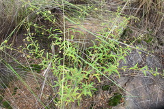 Hermannia boraginiflora